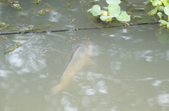 Oreochromis