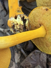 Aureoboletus auriflammeus