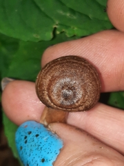 Lactarius quietus incanus