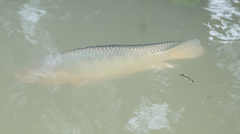 Oreochromis