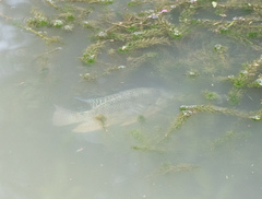Oreochromis