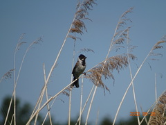Emberiza schoeniclus