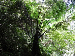 Alsophila spinulosa