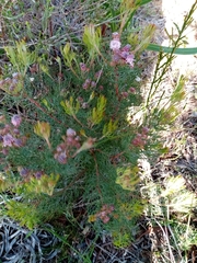 Serruria fasciflora