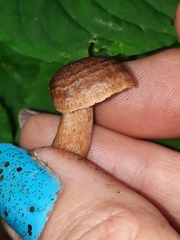 Lactarius quietus incanus