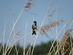 Emberiza schoeniclus