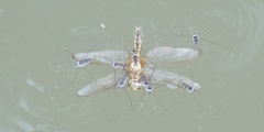 Limnogonus