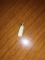 Ematheudes punctella