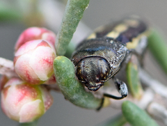 Castiarina crocicolor