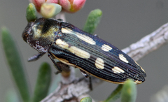 Castiarina crocicolor
