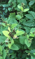 Arctium lappa