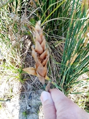 Elegia fistulosa