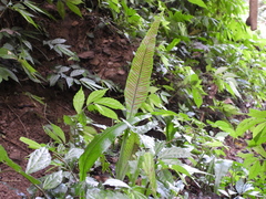 Leptochilus wrightii