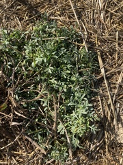 Lepidium coronopus