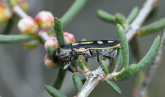 Castiarina crocicolor
