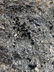Lecanoromycetes