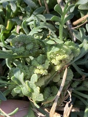 Lepidium coronopus