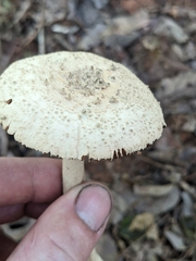 Amanita pelioma