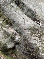 Sclerosomatidae