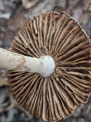 Amanita pelioma
