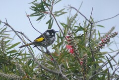 Phylidonyris novaehollandiae