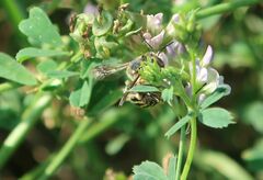 Anthidium florentinum
