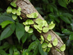 Lemmaphyllum microphyllum