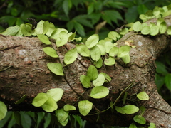 Lemmaphyllum microphyllum