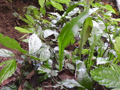 Leptochilus wrightii