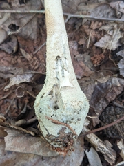 Amanita pelioma