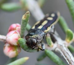 Castiarina crocicolor