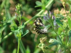 Anthidium florentinum