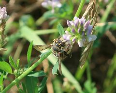 Anthidium florentinum