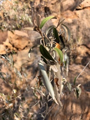 Croton gratissimus gratissimus