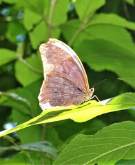 Morpho menelaus