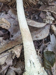 Amanita pelioma