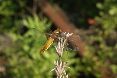 Libellula depressa