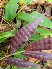 Oplismenus hirtellus