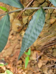 Oplismenus hirtellus