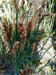 Elegia fistulosa
