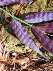 Oplismenus hirtellus