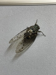 Hyalessa maculaticollis
