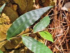 Oplismenus hirtellus