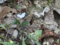Leptosia nina