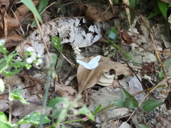 Leptosia nina