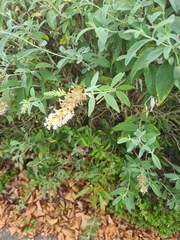 Buddleja davidii