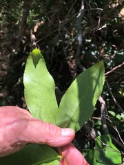 Celastrus subspicatus