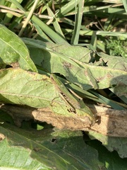 Chorthippus dorsatus