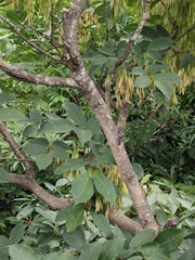 Fraxinus chinensis