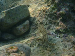 Parablennius sanguinolentus